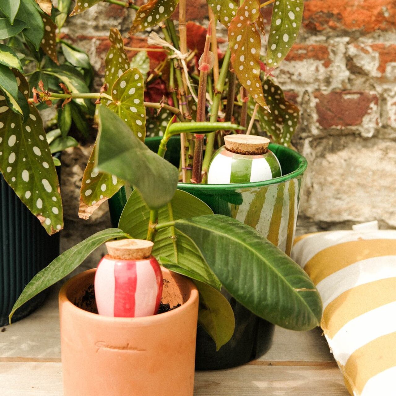 Ollas rot-rosa und grun-wei? inTopfen