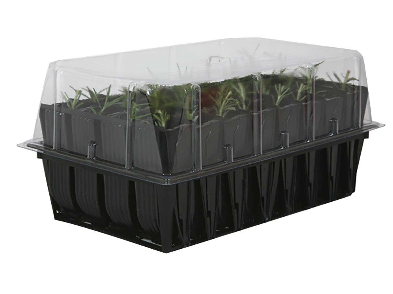 Deep Rootrainers mit Stecklingen