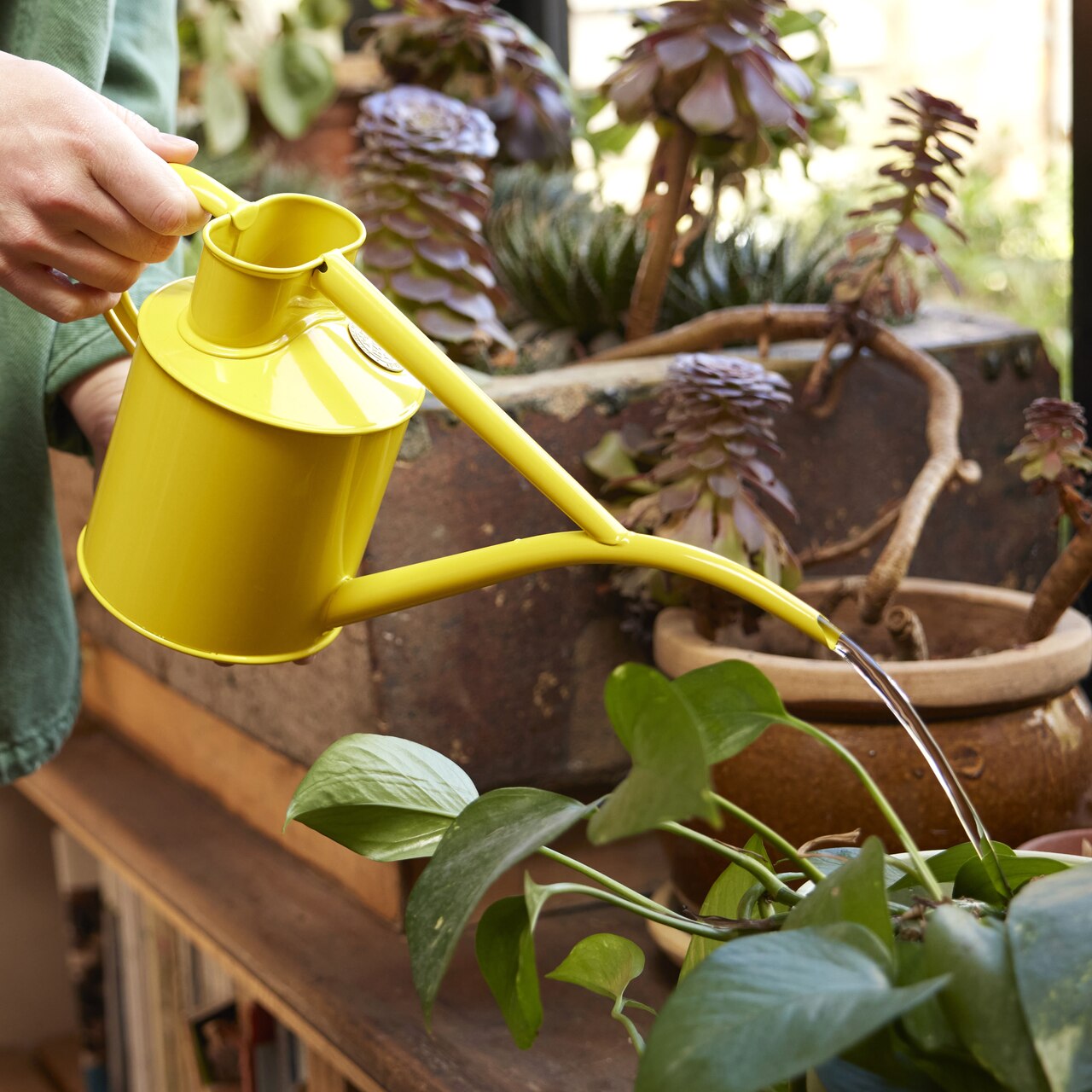 Haws Zimmergießkanne Pot Waterer 2 Pint | Lotusgelb