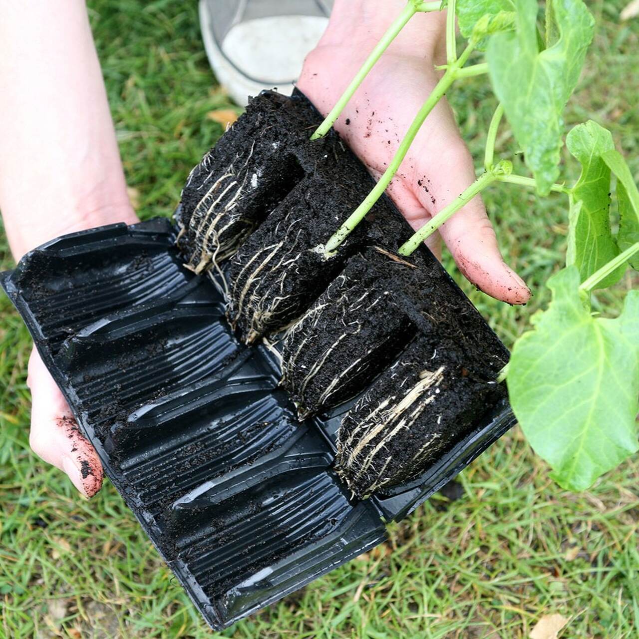 Eine 4er-Reihe gut bewurzelter Jungpflanzen aus dem Deep Rootrainer