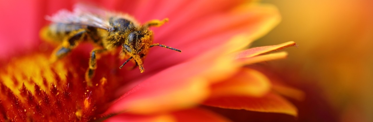 Blüte einer Kokardenblume (Gaillardia), die ihre Pollen großzügig an ein fleißiges Bienchen verteilt.