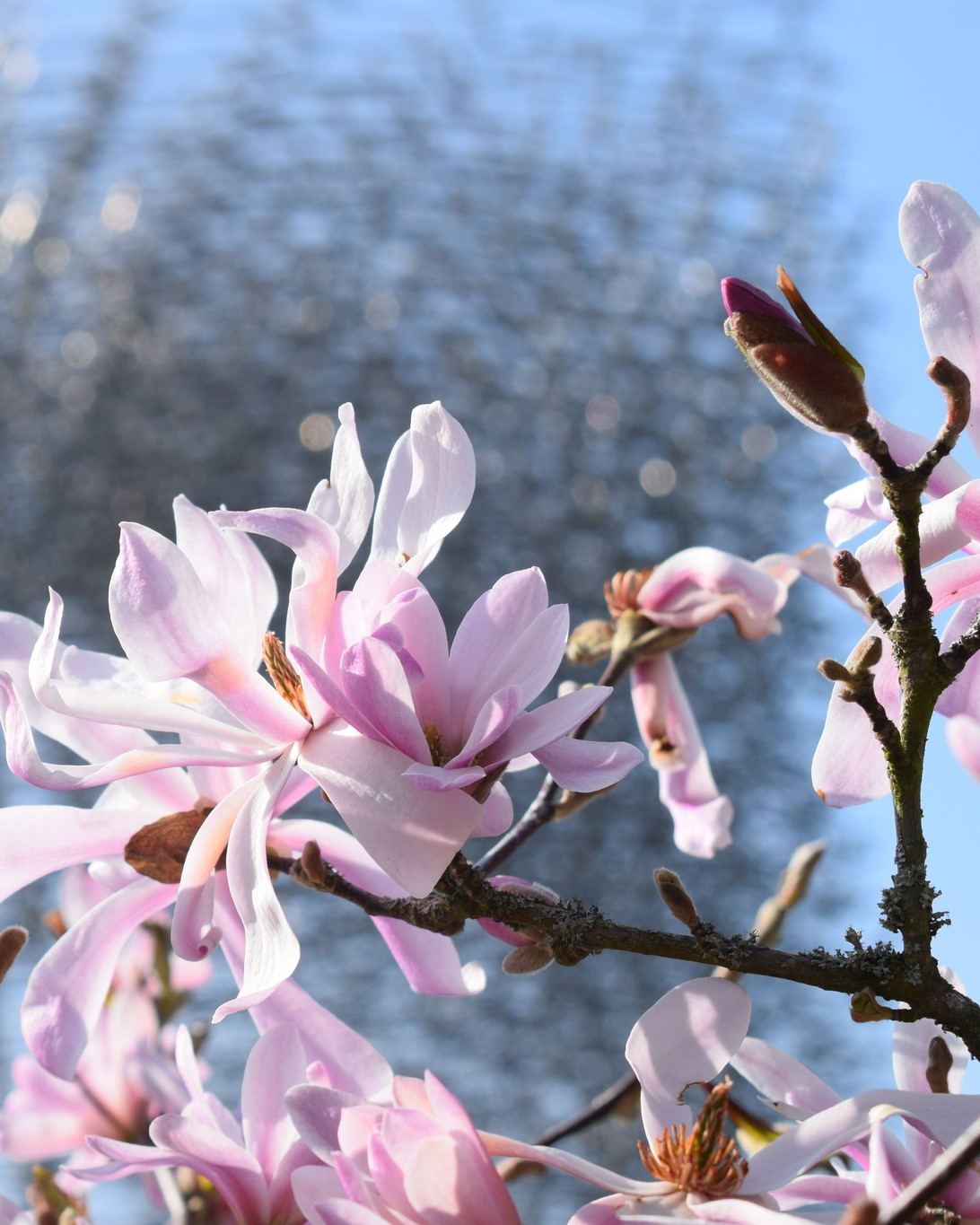 Royal Botanic Gardens, Kew