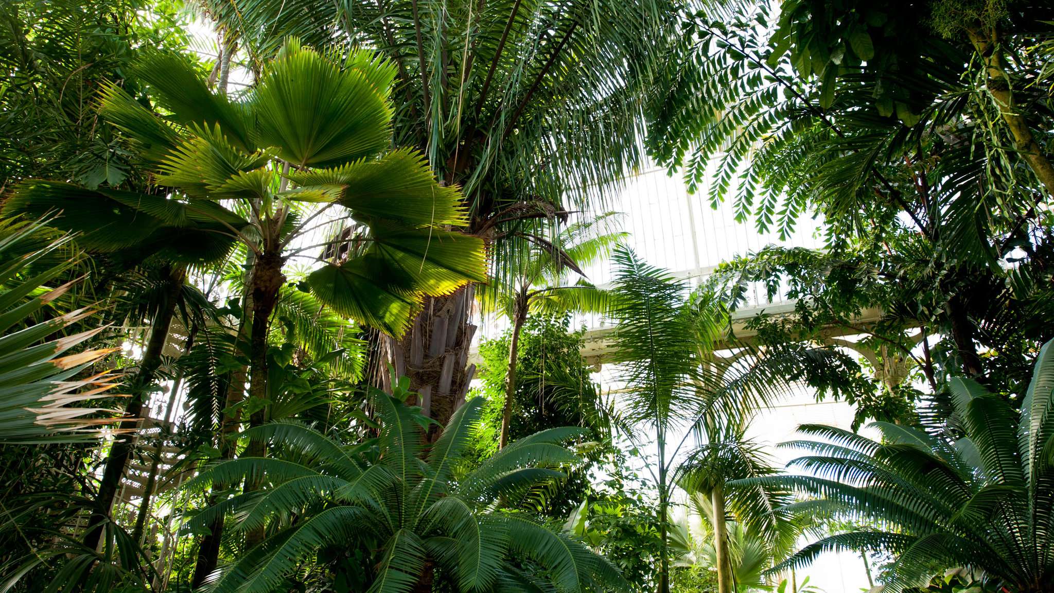 Royal Botanic Gardens, Kew - Inside Palmhouse