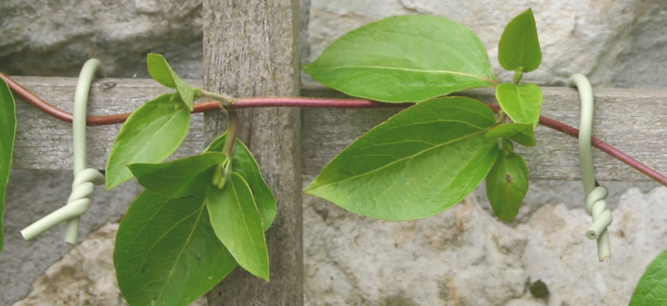 Slim Soft Tie, Green