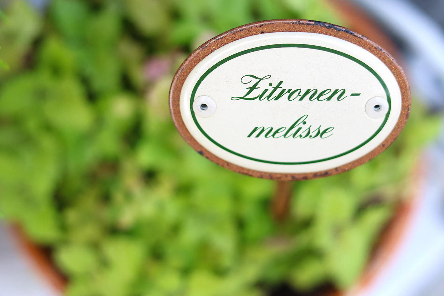 Gewürzschild Zitronenmelisse