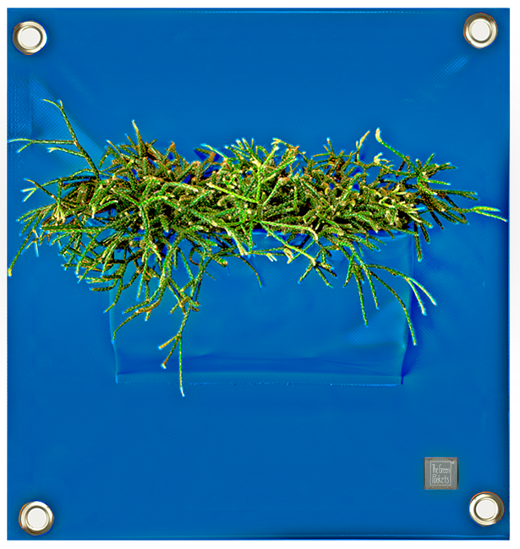 Hänge-Pflanztasche PEVA | blau