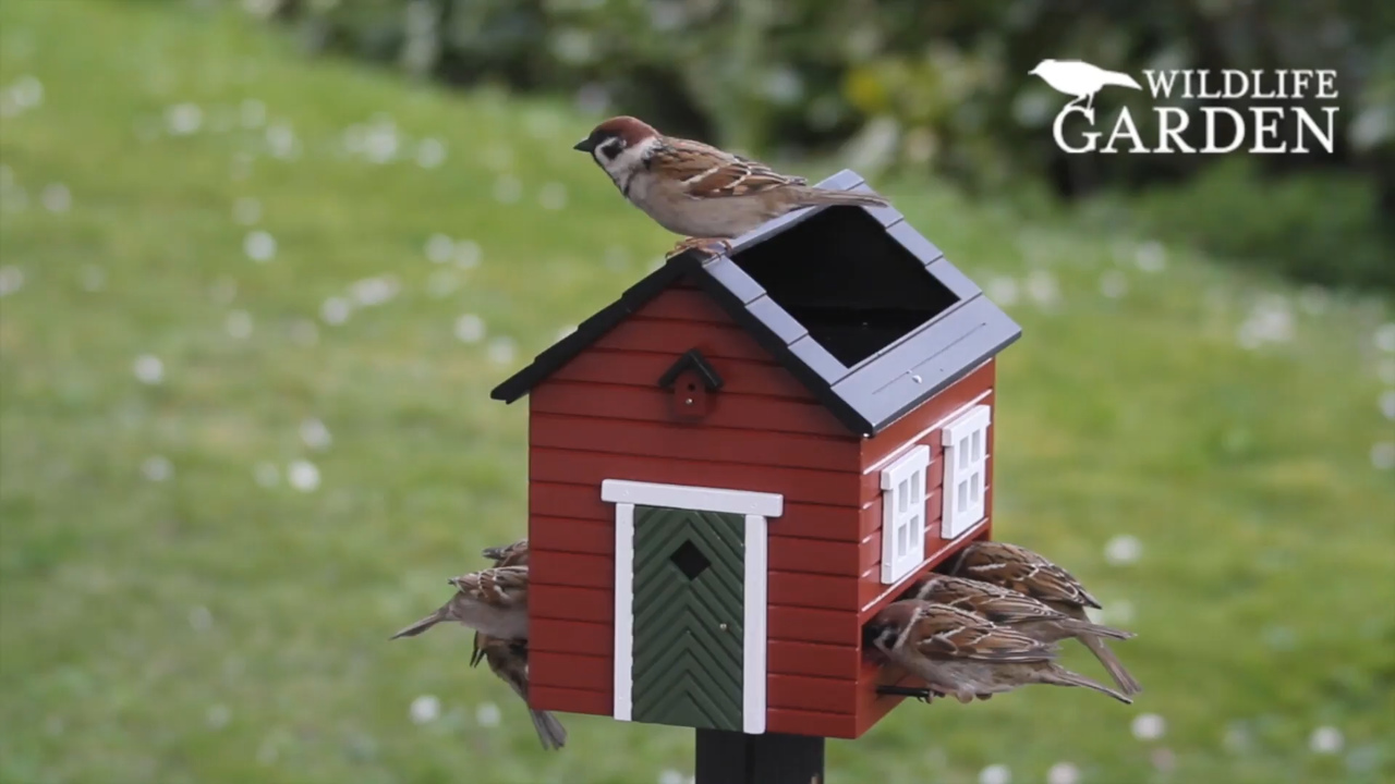 Video des Vogelfutterhauses mit Tränke mit Vögeln, die Körner picken und Wasser trinken