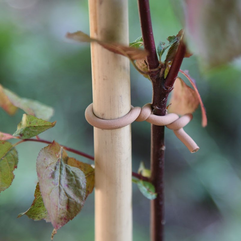 Rosen anbinden mit Slim Soft-Tie, Woody