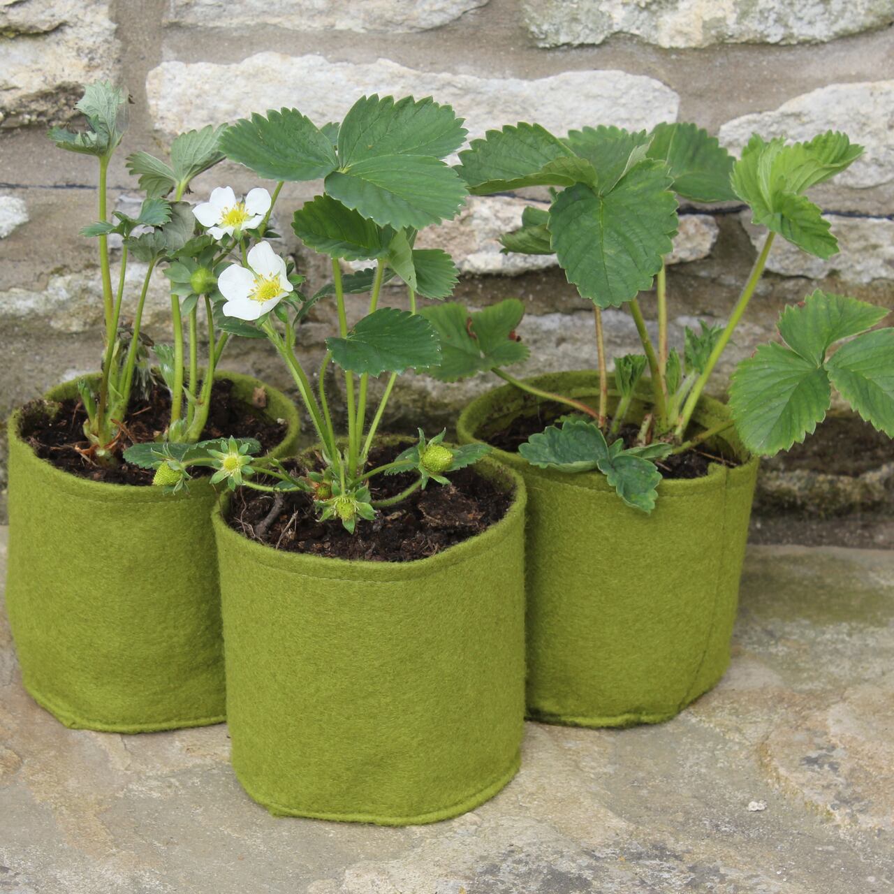 3er-Set Vigoroot Pots 1 Liter | von Haxnicks - Tildenet