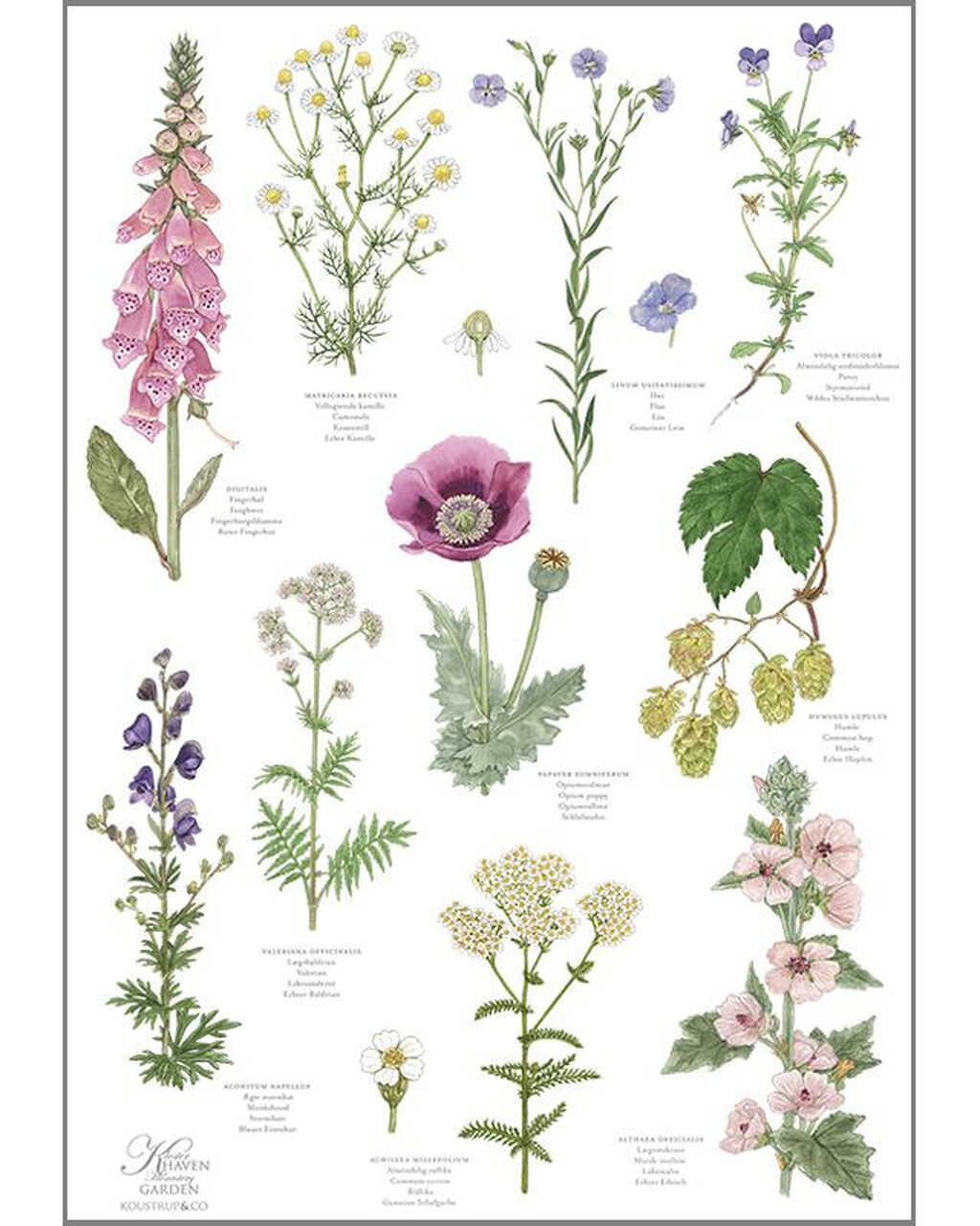 Geschirrtuch 100% Bio-Baumwolle | Design Klostergarten