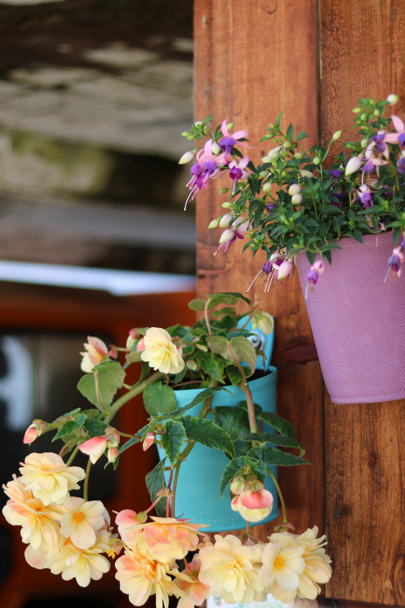 Hänge-Töpfe 'The Green Pots" mit Knollenbegonie und Fuchsie
