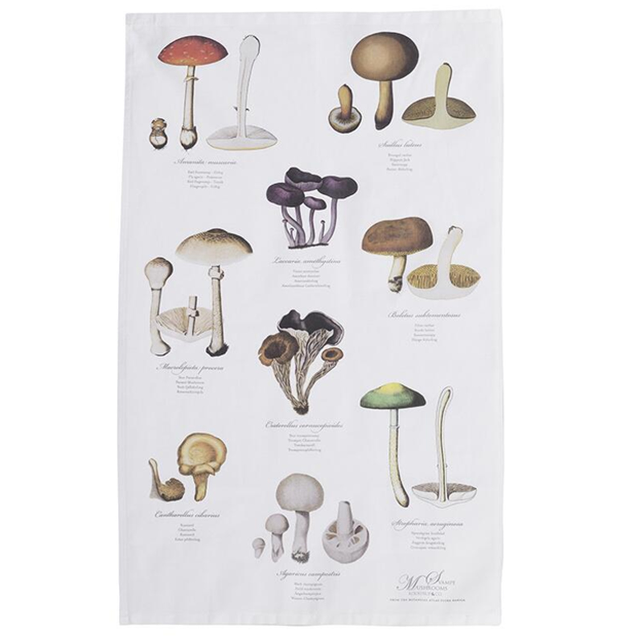 Hochwertiges Geschirrtuch mit historischen Pilz-Illustrationen aus dem botanischen Atlas Flora Danica | Ein praktisches und dekoratives Herbstaccessoire für Ihre Küche | mit Aufhängeschlaufe