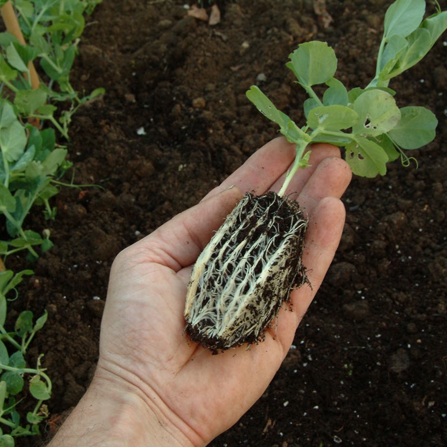 Gut bewurzelte Jungpflanze