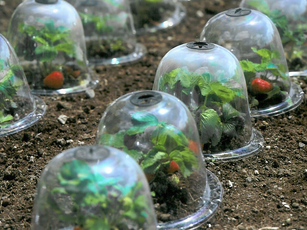 Baby Victorian Bells | von Haxnicks | TIldenet