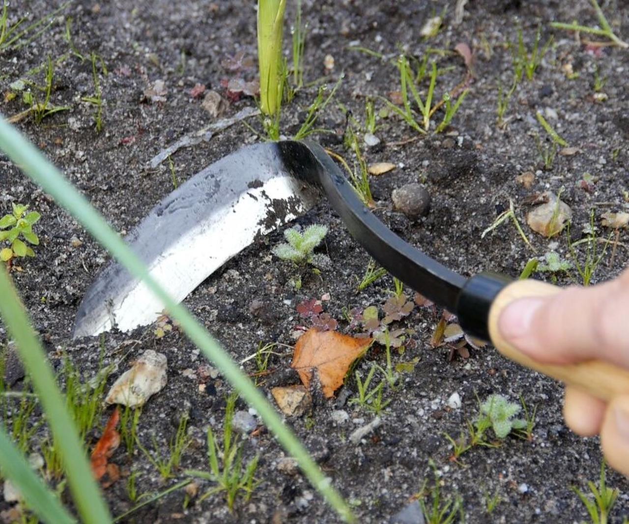 Sichelhacke | Jäte-Messer