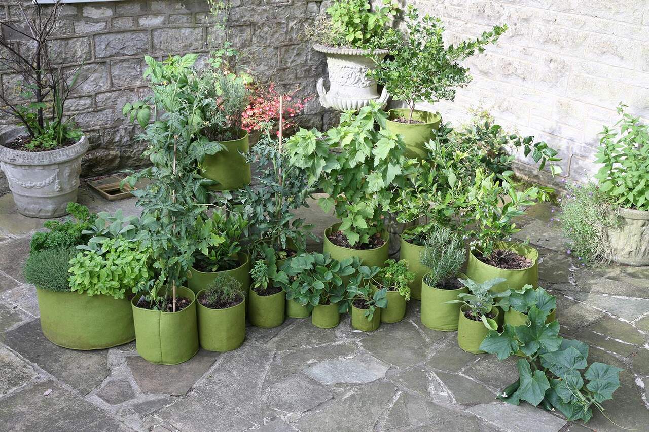 Urban Gardening mit Vigoroot-Pflanztaschen | von Haxnicks