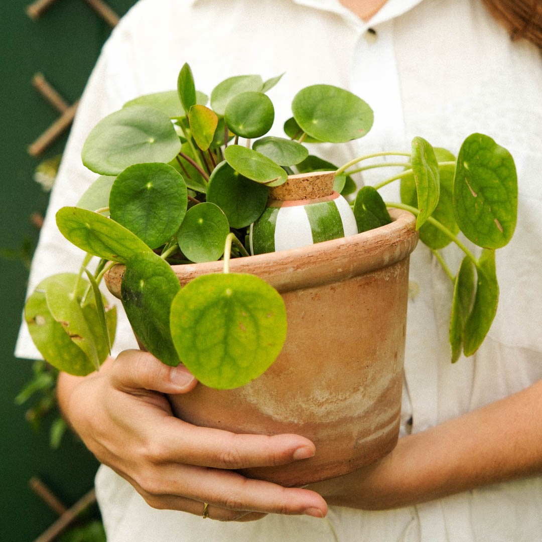Grun-wei? gestreifte Olla, gemeinsam mit einer Ufo-Pflanze m Topf