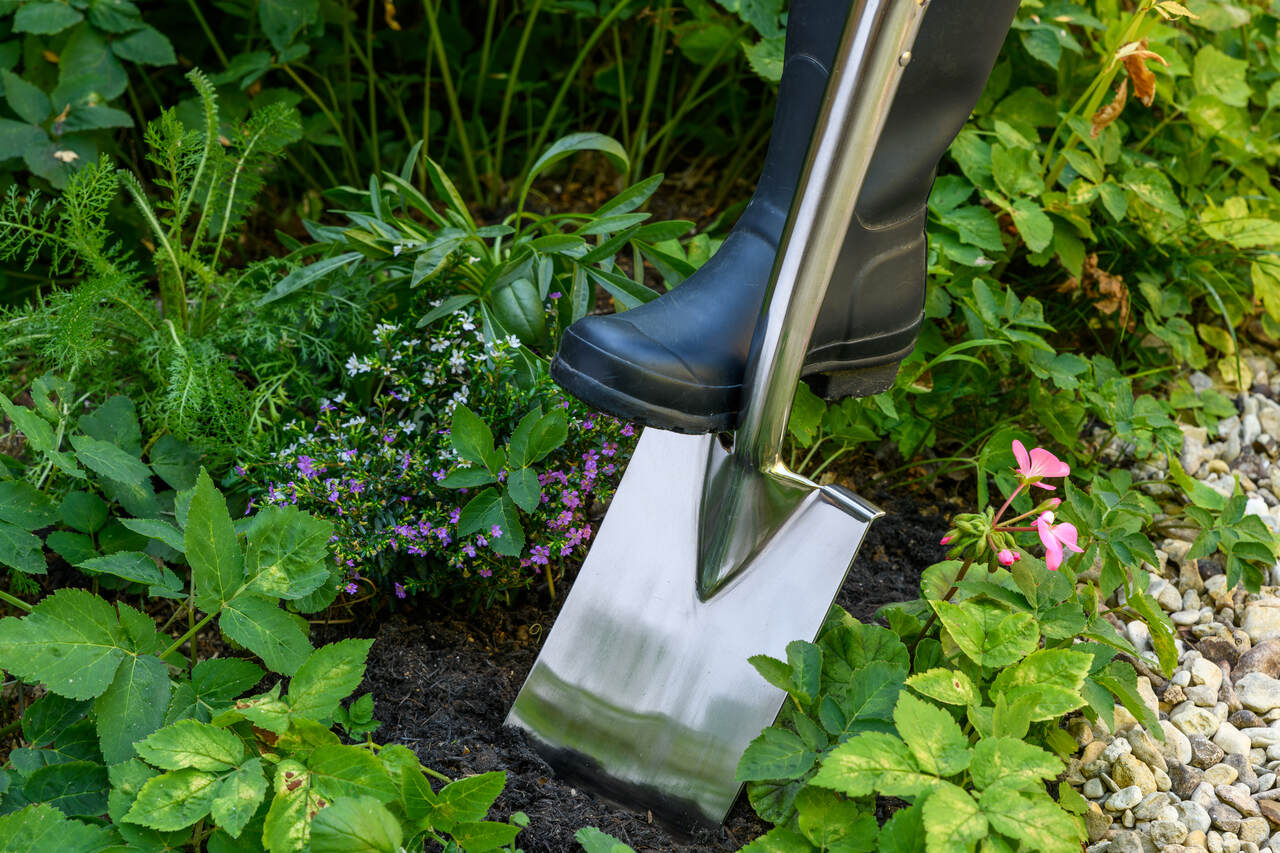 Flacher Kantenspaten, Grabespaten aus rostfreiem Edelstahl | mit praktischer Trittkante | bei der Arbeit im Blumenbeet | von Burgon & Ball, England