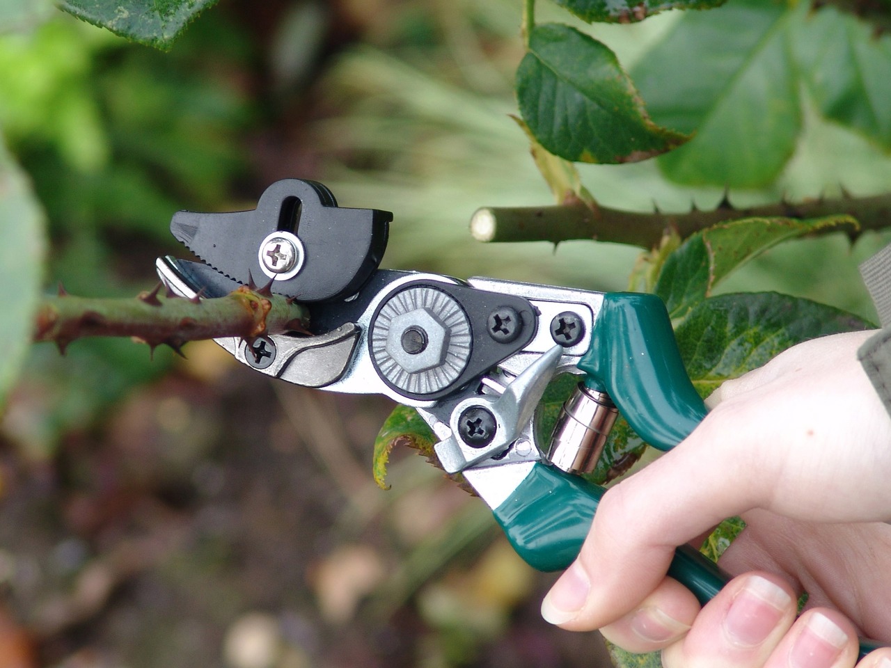 Rosenschere | hält Abgeschnittenes fest | von Burgon & Ball