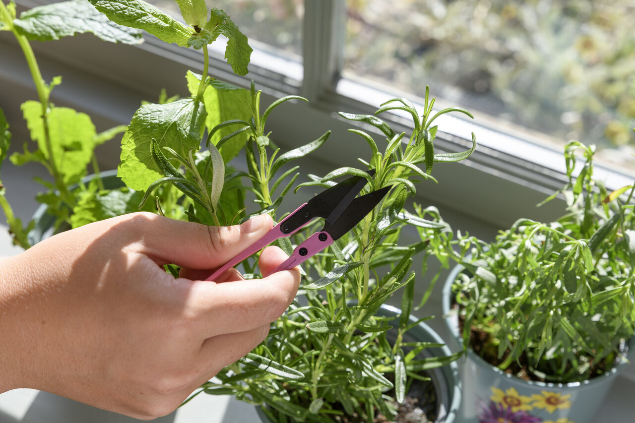 Mit der kleinen Kräuterschere ernten