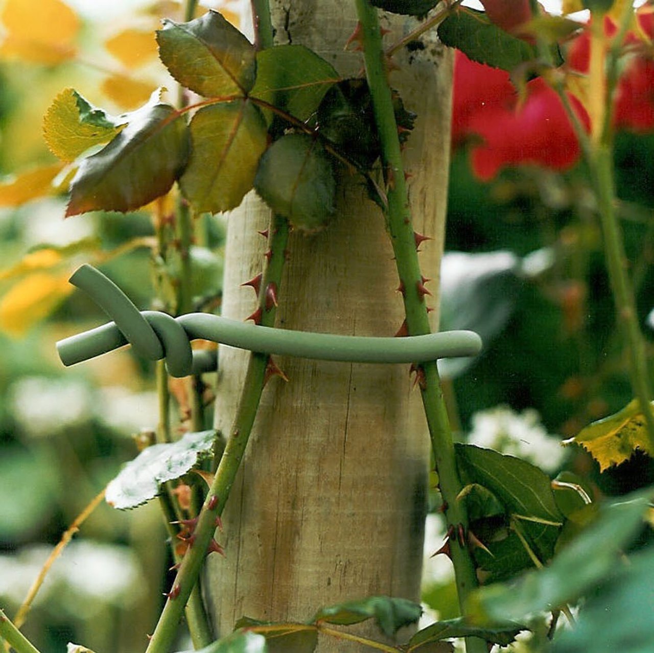 Original Soft-Tie mit Rosen