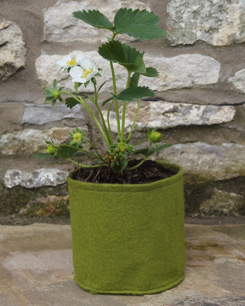 1 Liter Vigoroot Pot