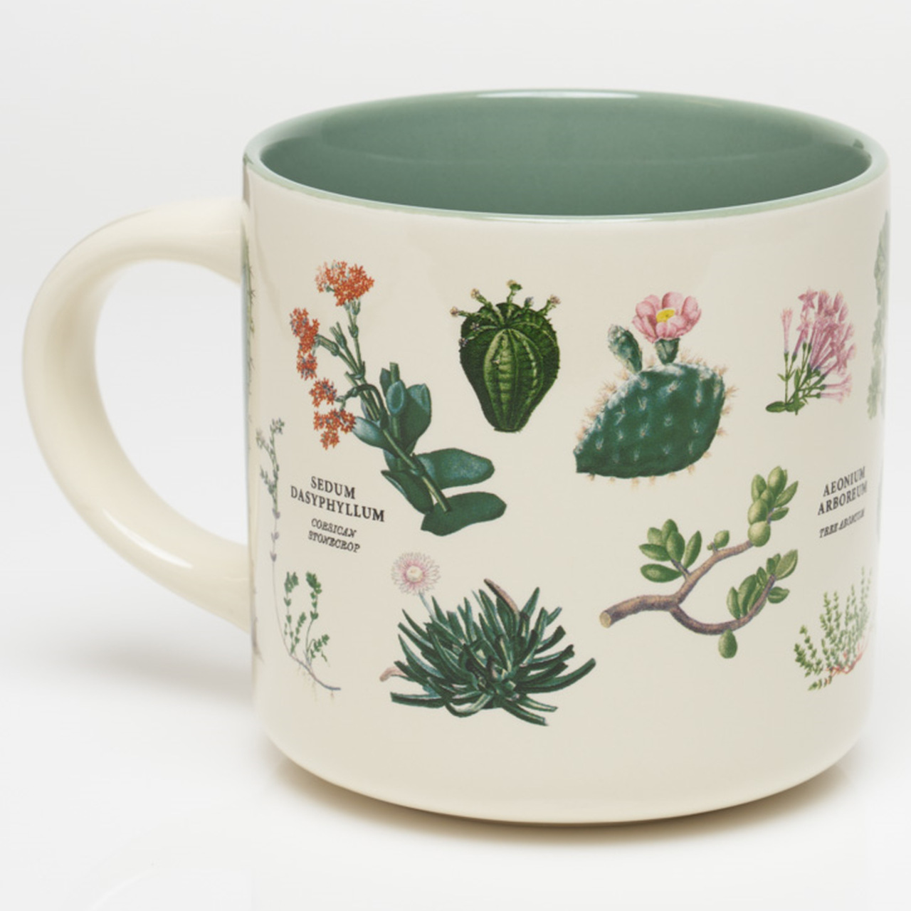 Große Keramiktasse für 450 ml | Motiv Sukkulenten