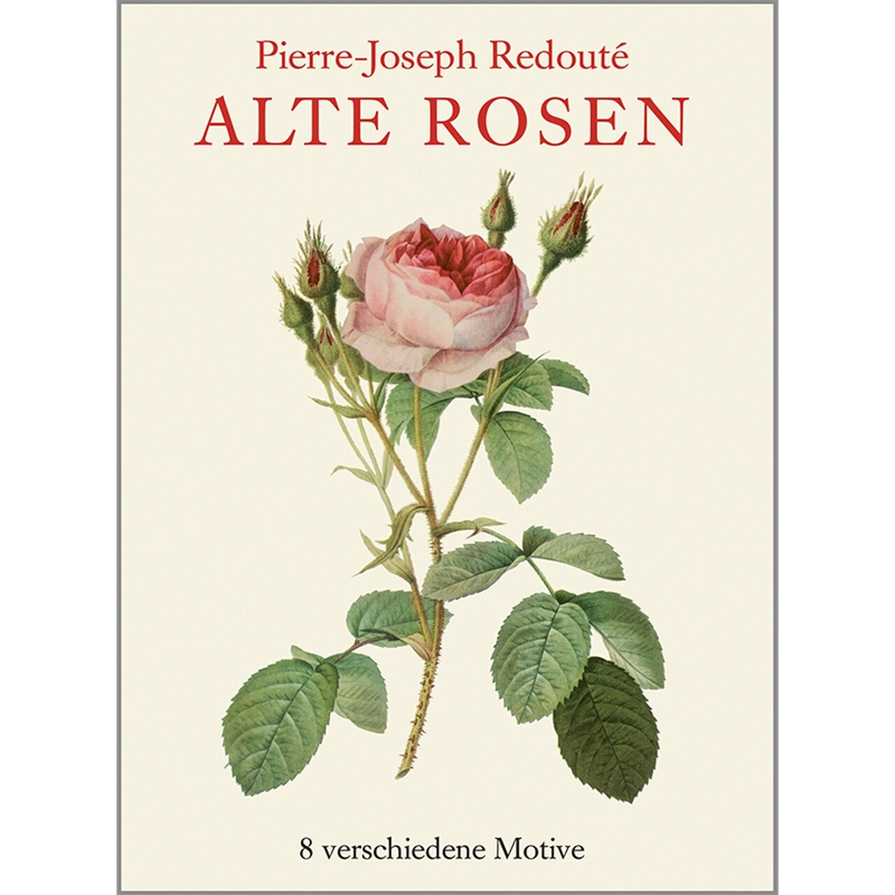 Die Vorderseite der Alte-Rosen-Mappe mit einer schönen Rose | von Koustrupco | Umweltfreundlich hergestellt in Europa