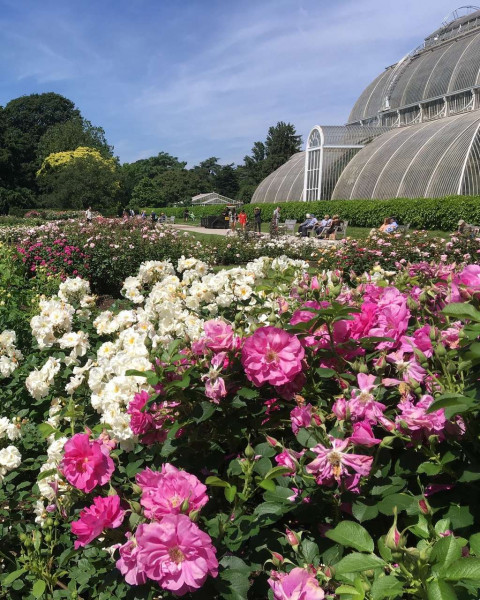 Royal Botanic Gardens, Kew | Rosen