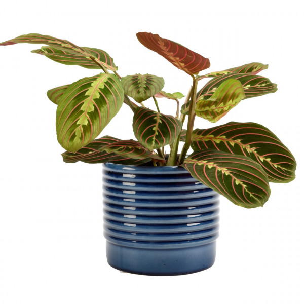 Burgon & Ball Indoor-Topf OSLO blau | klein