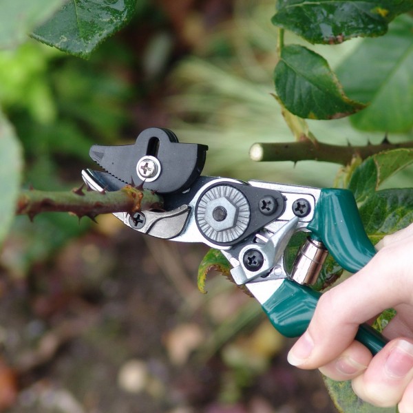 Rosenschere mit Halteblöcken zum Festhalten von abgeschnittenen Zweigen