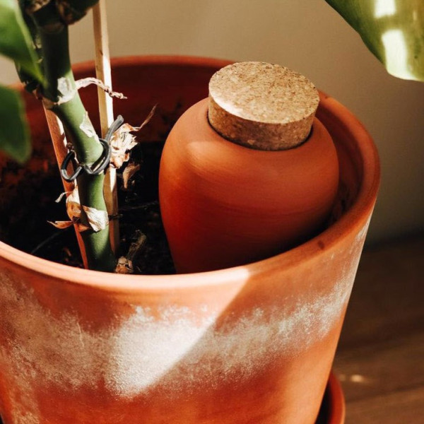 Terracotta-Olla im Topf