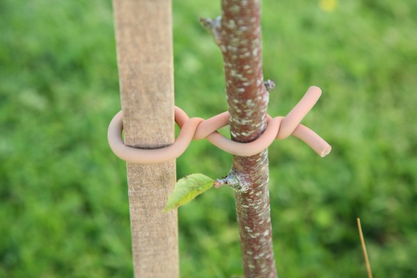 Original Soft-Tie, Woody