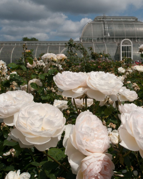 Kew Gardens Photo | Rosengarten