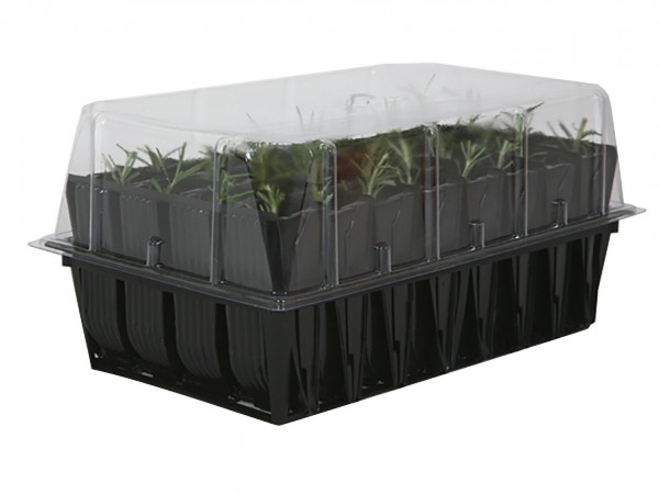 Deep Rootrainers mit Stecklingen u. Deckel