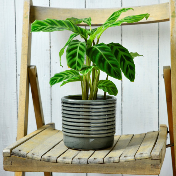 Burgon & Ball Indoor-Topf OSLO grau | klein