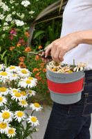 : Hip-Trug, rot - zum : Hip-Trug, rot - zum Ausputzen von Verblühtem