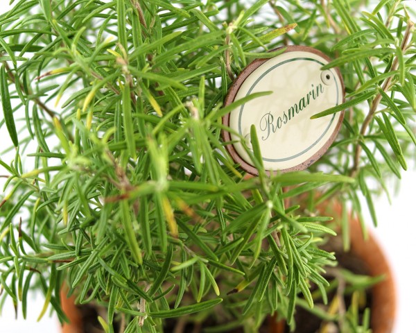 Emailleschild Rosmarin