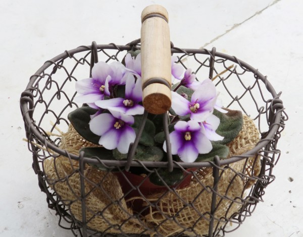 kleiner Drahtkorb mit Usambaraveilchen