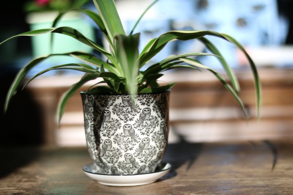 Pflanztöpfchen Liberty | Porzellan