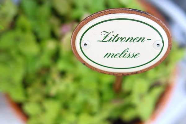 Gewürzschild Zitronenmelisse