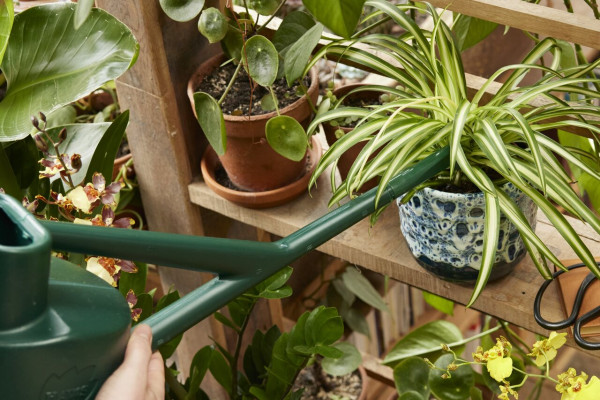 Haws Wintergarten-Kanne 2,25 Liter | Topfwässerer - direkt an die Pflanze giessen