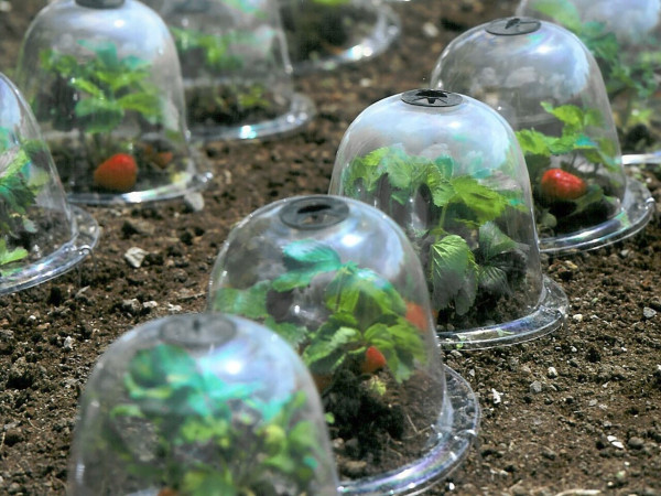 Baby Victorian Bells | von Haxnicks | TIldenet