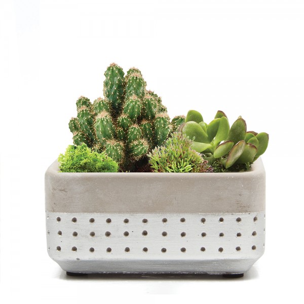 Mini-Pflanzschale Meraki