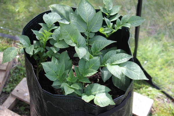 Pflanzsack für Kartoffeln