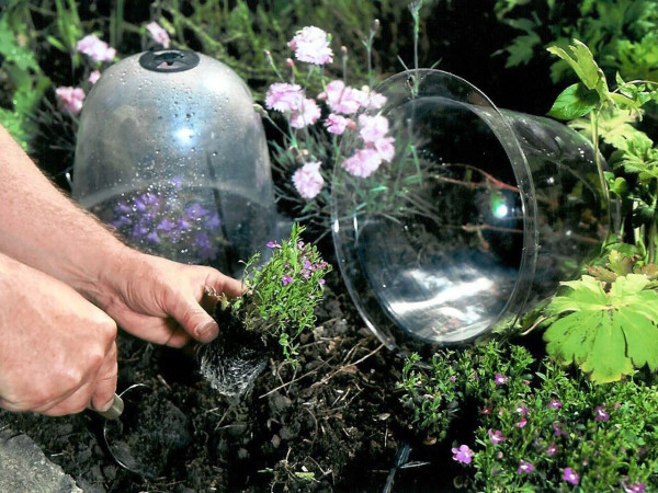 Kleine Viktorianische Gartenglocken im Beet